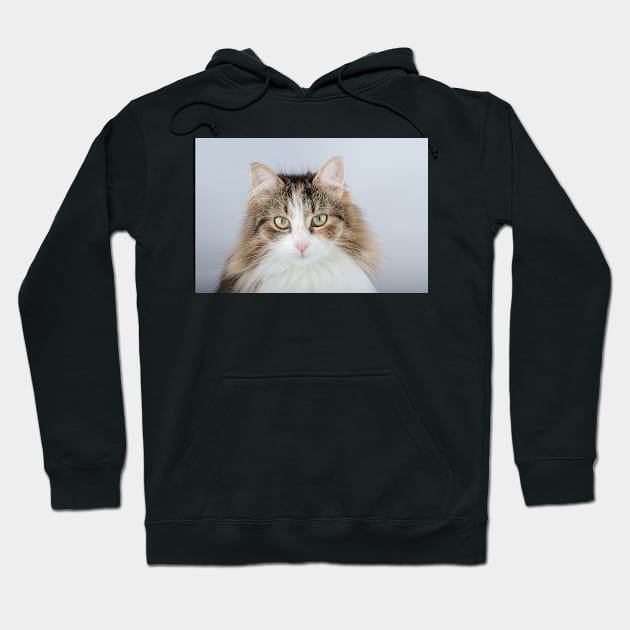 Long Hair tortoiseshell cat Hoodie by Russell102